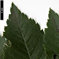 SpeciesSub: subsp. pohuashanensis